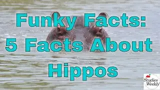 Studies Weekly Funky Facts: 5 Facts about Hippos