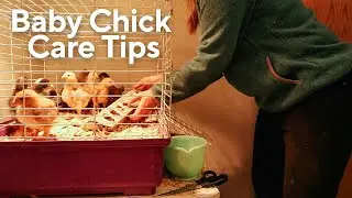 My Top 5 Tips For Caring For Baby Chicks