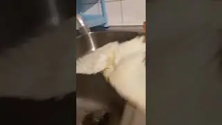 Купание Чипа под каплями😃