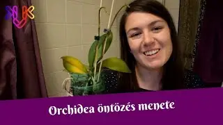 Orchidea öntözése | Orchidea locsolás menete és tippek