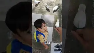 Askara and The Pigeons