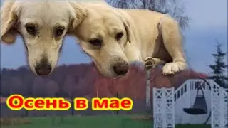 Сажаем малину