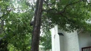 Tree on top of our house (Hurricane Irene)