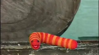 Elmo's World Quizzes - Flowers, Plants and Trees