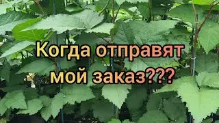 Когда отправят мой заказ? Видео от 13.05.2023