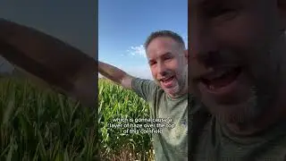 Evapotranspiration!  #fluffyfeatherfarm #evapotranspiration #cornsweat #hot #humid