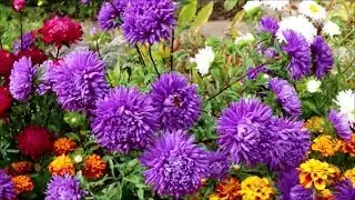 How to Grow Asters from Seed