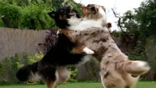 Australian Shepherd Parasite Prevention