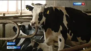 Банк генов продуктивного крупного рогатого скота создает алтайский ученый | Леонид Хиль РОССИЯ 1