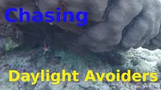 Chasing Daylight Avoiders | Relaxation | Peaceplace | Snorkeling | Tropical Fish | Ocean | St Croix