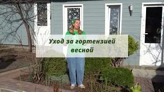 Уход за гортензией весной