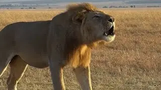 KIDEPO VALLEY NATIONAL PARK DOCUMENTARY (True African Wilderness) 