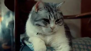放轻松🎻🐱   胖到心里的喵旦旦