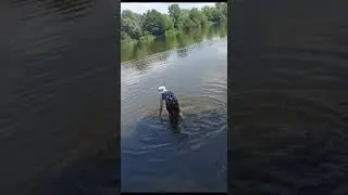 #shorts#Собаки на природе.Лето,Жара,Кайф на озере. Калининград.
