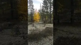 Повстречали зайца в лесу ЯНАО