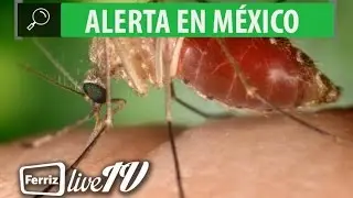 Alerta de viaje a México por Zika / Corte Informativo 2 de Febrero 2016
