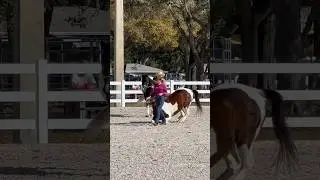 At Horse Show being judged when he decides to roll lol! Meet Rowdy!  #4k #lol #horse #fun #animals