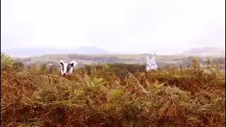 The Broon Man of the Moors and Mountains