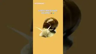 Is snail mucin worth using in your skincare routine?? #jelloskin #snailmucin #skincare skincaretips