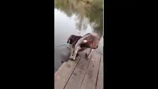 Dog Drinks Lake Water to Fetch Ball!