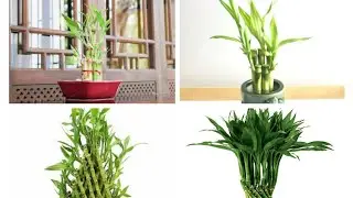 Lucky Bamboo🎍 plant(Dracaena sanderiana)#lucky#luckybamboo#luck#bamboo#bamboobar#viral#trend#shorts