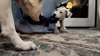 Dog Plays with Puppy and Cat Eats Puppy Food