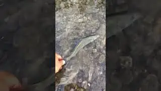 Мальма