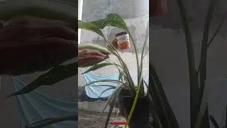 cuidado das minhas plantinhas