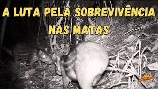 A LUTA PELA SOBREVIVÊNCIA NA MATA