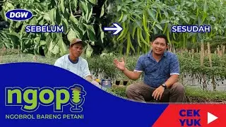 AMPUH!! PENGENDALIAN PENYAKIT TANAMAN CABAI ALA PETANI MADURA - NGOPI #2