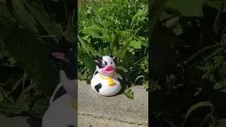 моя новая уточка в моей коллекции