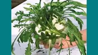 Выращивание руколы в теплице