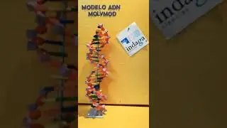 Modelo ADN Molymod