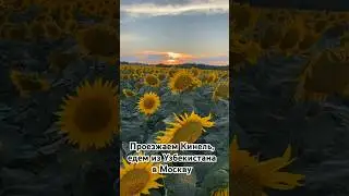 Едем домой из Узбекистана в Москву. Какая красота подсолнухи 🌻 #shortsvideo #рецепты #фрукты