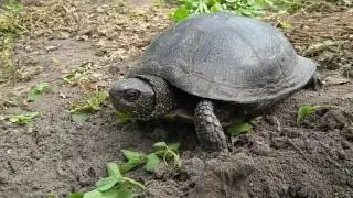 Черепаха дикая Turtle wild