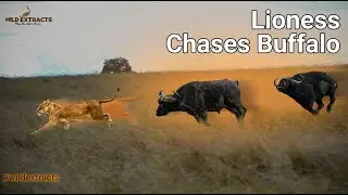 Lioness Hunting Buffalos: Lion vs. Buffalos // Wild Extracts