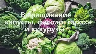 Выращивание капусты, гороха, фасоли и кукурузы