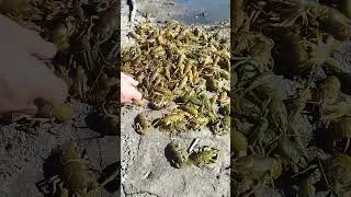Четвëртый раз запустили Рака#рек#тренды#реки#fishing#рекомендации#роблокс#топ#таро#тренд#тикток