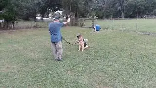 Orlando Dog Training - K9 Counselor with Master Trainer Bob Gailey