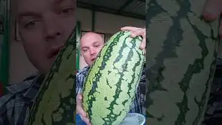 Арбуз Там Там/перекус/обжор/мукбангер