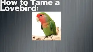 Tutorials - HOW TO TAME A LOVEBIRD!!
