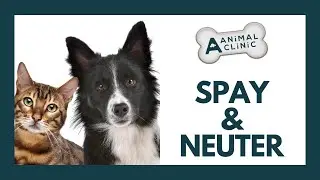 Spay and Neutering Your Pet | A-Animal Clinic | Fort Worth, Texas