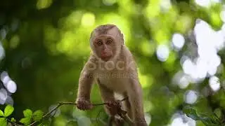 Baby Monkey Lives In A Natural Forest Of Phuket Thailand Stock Video   Download Video Clip Now   iSt