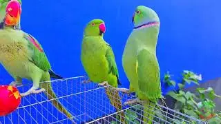 parrot is eating an apple 🍎🍎 friend fruit🍑🍑 party 🎉🎉🎉🎉#viral#parrot #friendfruit#funnyshort#tranding