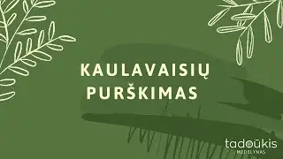 Kaulavaisių (vyšnių, trešnių, slyvų) purškimas