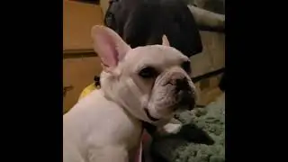 Stimulation Rehab - IVDD Paralyzed Frenchie