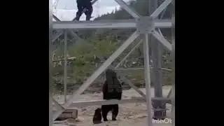 Мишки не дают спуститься