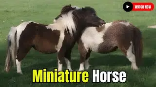 Exploring Miniature Horse Breeding Horse Breed 