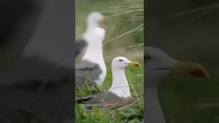 Hebben vogels last van het geluid van vliegtuigen? 🪿🐦‍⬛✈️