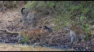 Leopard mother and two cubs  Wilpattu National Park Sri Lanka